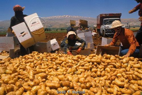 PERDAS E DESPERDÍCIO DE ALIMENTOS Perdas: