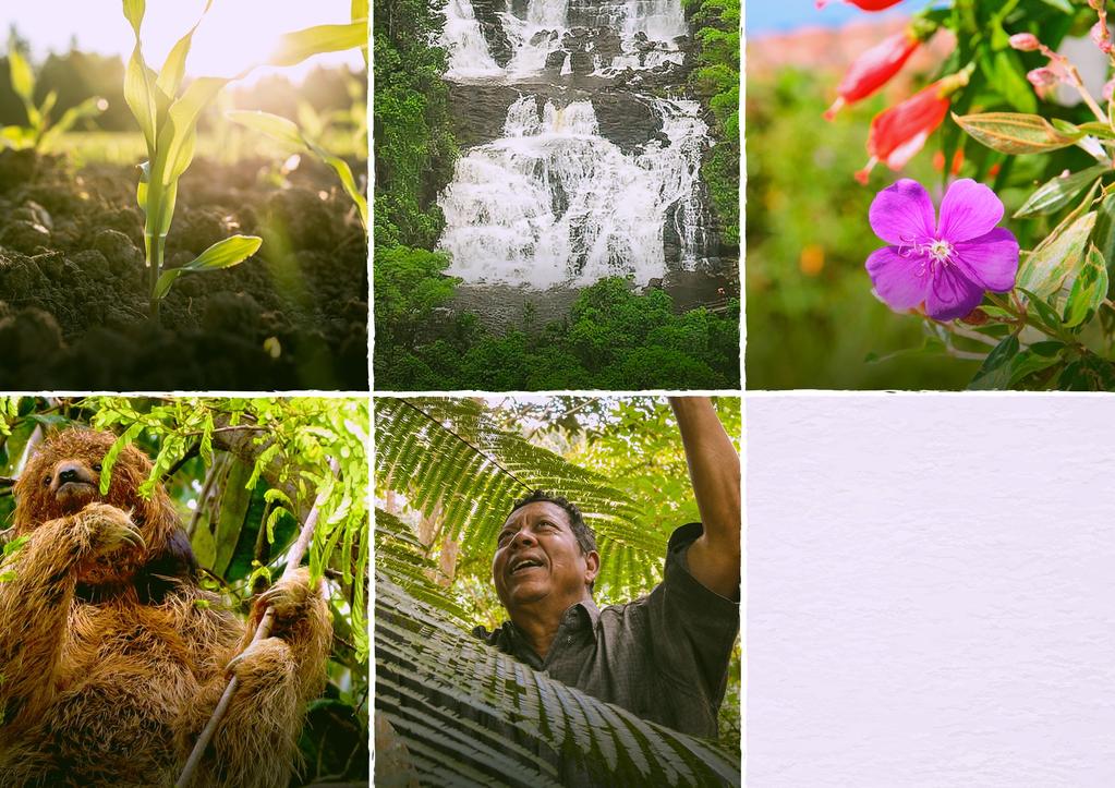 Solo Água Flora Fluxos de Vida