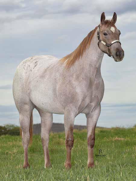 27 SMART BLUE REY FÊMEA R 13/11/16 VENDEDOR: RANCHO DOS IRMÃOS LAREDO BLUE REYS STARLIGHT MECOM BLUE ROSITA WILSON GRAYS STARLIGHT MISS SMART REY JAY HAIDAS LITTLE PEP ROYAL BLUE BOON DOC WILSON