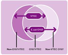 EHEC (STEC / VTEC) Causam colite hemorrágica e SHU Possuem um plasmídeo de 60 MDa Produzem toxinas VT-Verotoxinogénicas (citotóxicas) => provocam