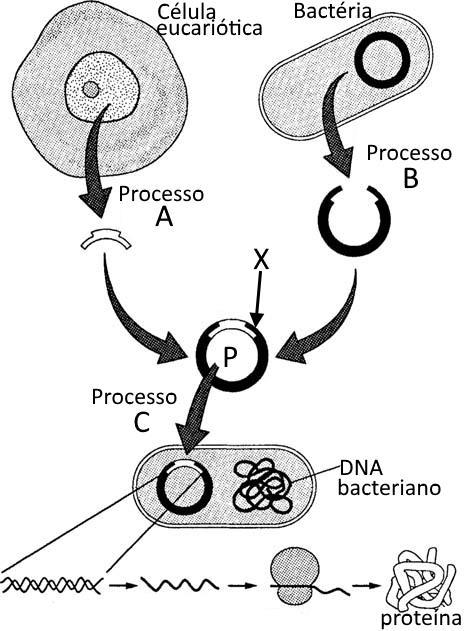 8. A figura ao lado ilustra um processo através do qual é possível obter numa cultura bacteriana proteínas sintetizadas a partir de um gene presente numa célula eucariótica 8.1.