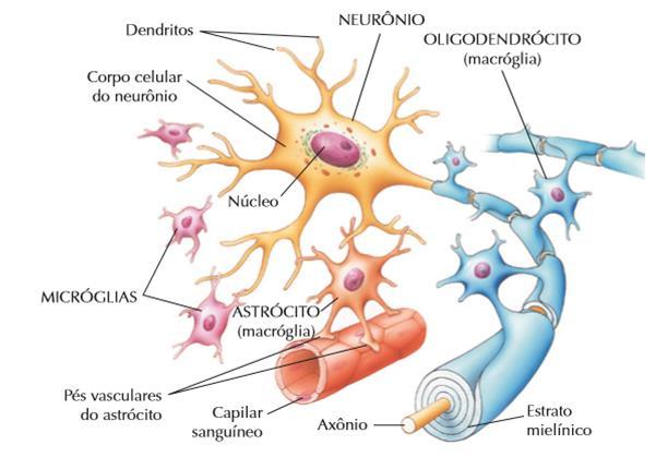 GLIÓCITOS: São células cuja função é proteger, sustentar e nutrir os neurônios.