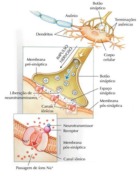 Oligodendrócitos: que se enrolam sobre o axônio, formando a baínha de mielina, que protege os impulsos nervosos e auxiliam na sua sustentação.