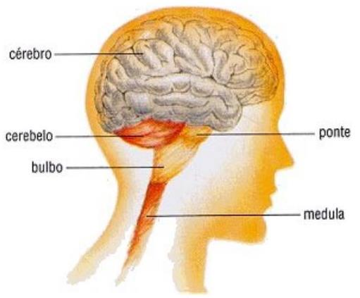 SNC O ENCÉFALO é protegido pelas meninges e pelo crânio, composto de três partes principais: cérebro, cerebelo e tronco