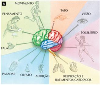 humano tem áreas associativas, responsáveis pela interpretação de sensações e elaboração de planos de ação.