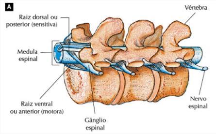 interpretadas e respondidas pelo encéfalo; Suas dilatações são chamadas de GÂNGLIOS