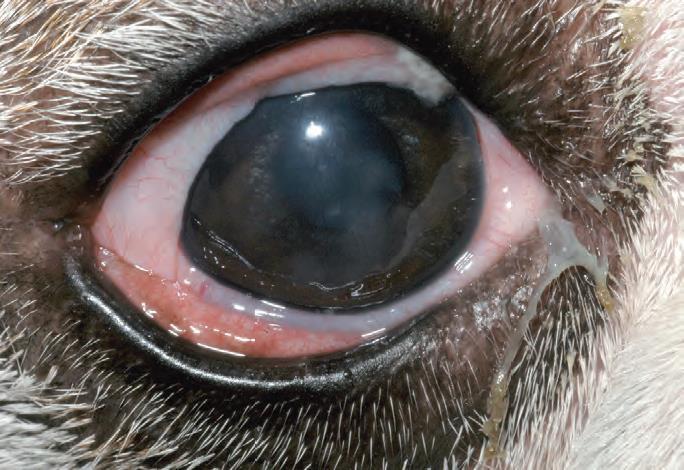 O excesso de cortisol circulante dificulta a cicatrização da córnea. Animais com HAC apresentam uma cicatrização corneal mais lenta, quando comparado a animais sem HAC.