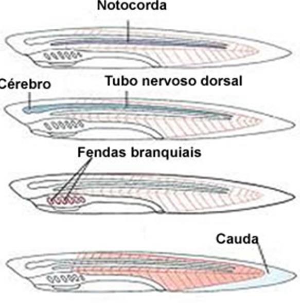 Característiscas dos Cordados comuns a outros grupos: Simetria bilateral; Corpo segmentado; Circulação fechada; Deuterostômios (Equinodermos).