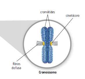 Os cromátides estão duplicadas e unidas no centrômero.