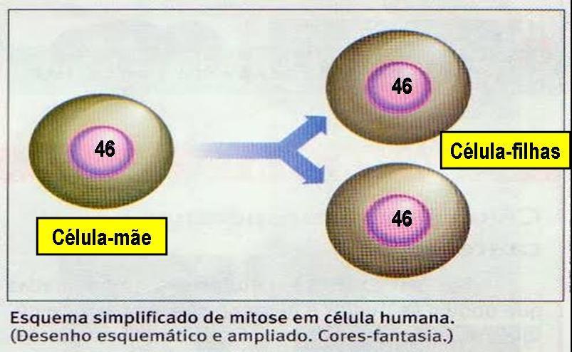 Na mitose, cada célula origina duas outras com o nº total