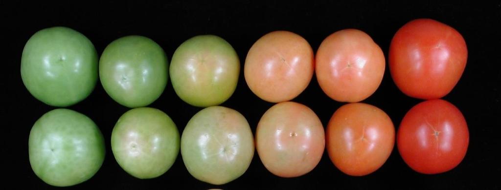 Estádios de amadurecimento de tomate 1 2 3 4 5 6 1 = frutos verde-maduros 2 = menos de 10% da superfície de cor rosa 3 = 11