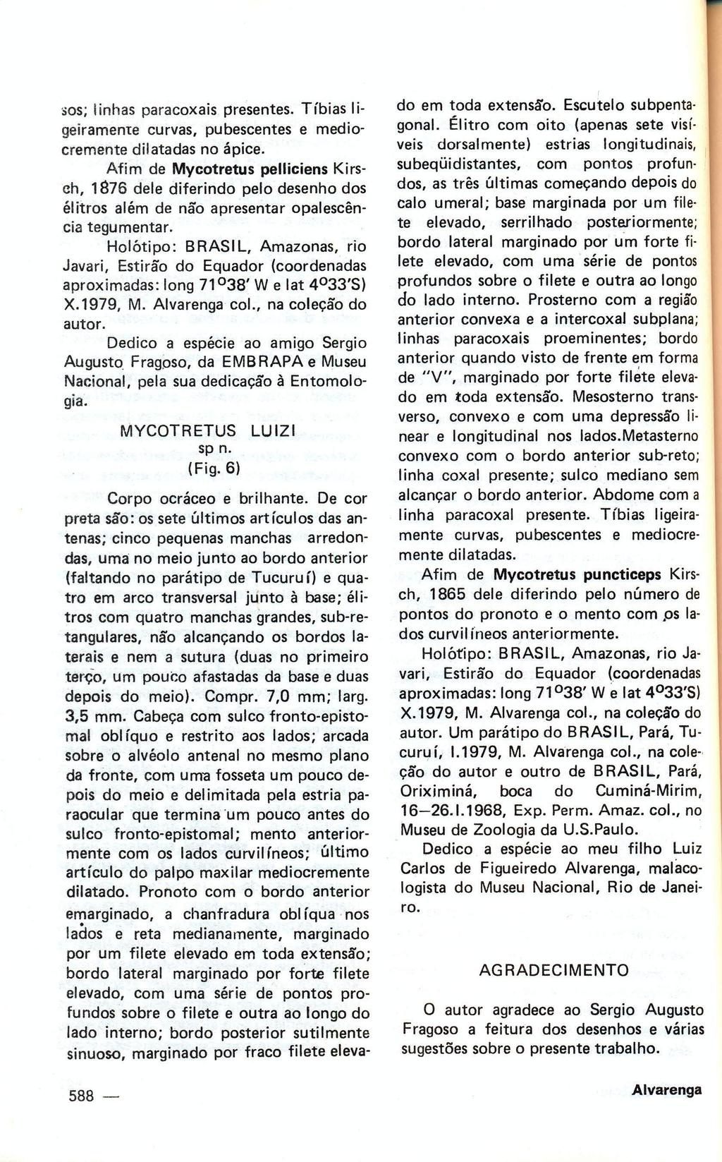 sos; unhas paracoxais presentes. Tíbias ligeiramente curvas, pubescentes e mediocremente dilatadas no ápice.