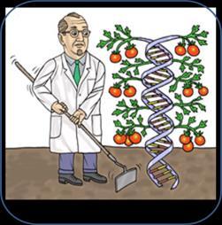 O que é um Organismo Geneticamente Modificado OGM e seus derivados X Transgênico.