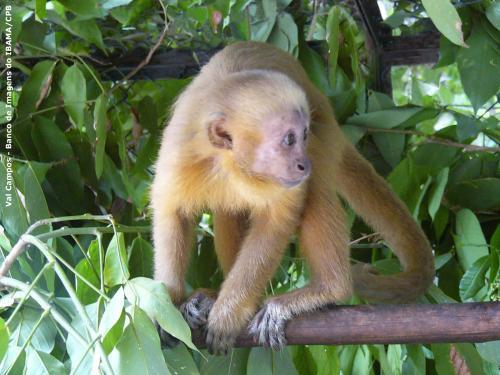 Em relação a floresta Amazônica ele se diferencia