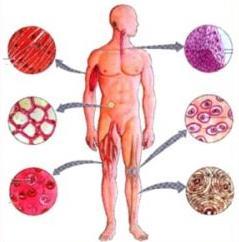 Identificar a célula como unidade fundamental da vida. Observe a imagem: ( ) membrana plasmática. ( ) núcleo. ( ) citoplasma. ( ) organelas.