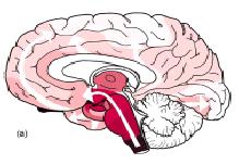 Patologia da doença de Parkinson Braak