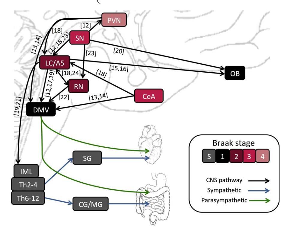 Prymaczok et al 2016 Relevant neuro-anatomical