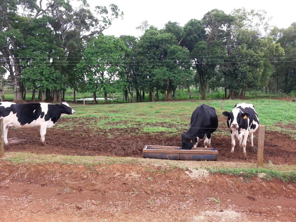 PONTOS BÁSICOS DE MANEJO Separar em 2 lotes: - 60 dias antes do parto - 30 dias antes