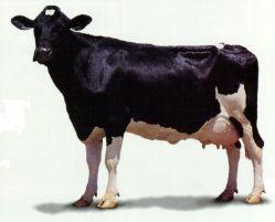Produção de leite (kg/vaca/ano) EVOLUÇÃO DA PRODUTIVIDADE EM VACAS 12 000 10 000 Tecnologia para conservação de alimentos, Concentrados, Aditivos, Minerals,Vitaminas 8 000 Programas de