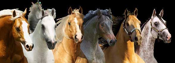 À família Alagoas Quarter Horse Nos cinco anos passados, começamos agradecendo a Deus por sempre nos guiar e iluminar, nesse ano não poderia ser diferente.