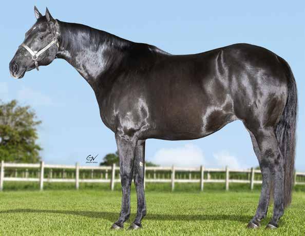 Lote 29 Melody Times Trouble THE BEST SUCESSO 3L FÊMEA 30/08/02 ZAINO VENDEDOR: HARAS SÃO LUIS MY BOY TROUBLE KINGLY JZ TROUBLE TWO TIMES MISS SHADY CHICK BID LAD SLN ESPECIAL JZ REGER S SKIP SPOOKEY