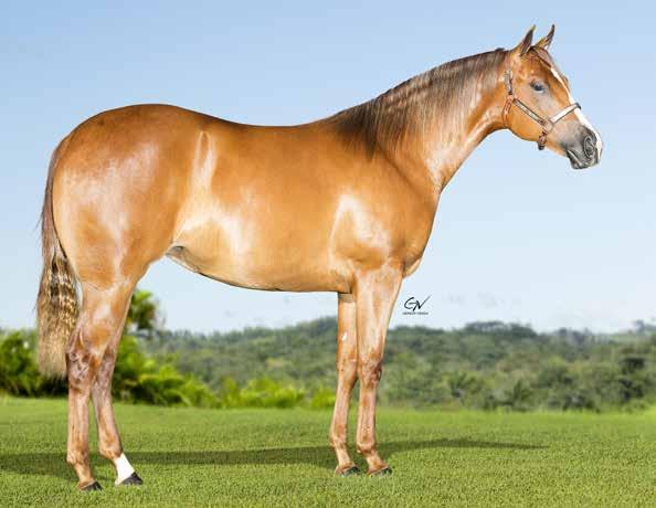 Lote 33 D Teresa Eternal HS2 FÊMEA 02/02/17 ALAZÃO VENDEDOR: HARAS S2 ETERNAL DONDIEGO HJG DONNA FRENCHMANS DON DIEGO BARS LINA STEEL SLN FRENCHMANS GUY PRINCESS OF DASH MR HULK MINIE APOLO BARS