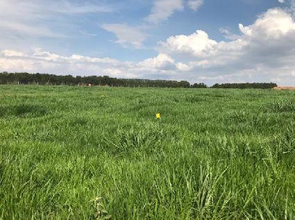 Aplicação de 1,5 l ha -1 de glifosato, com 0,5% invasoras via herbicida da calda operacional com óleo mineral 18/07/2018 Controle de plantas Aplicação de 1,5 l ha -1 de 2,4D, com 0,5% da invasoras