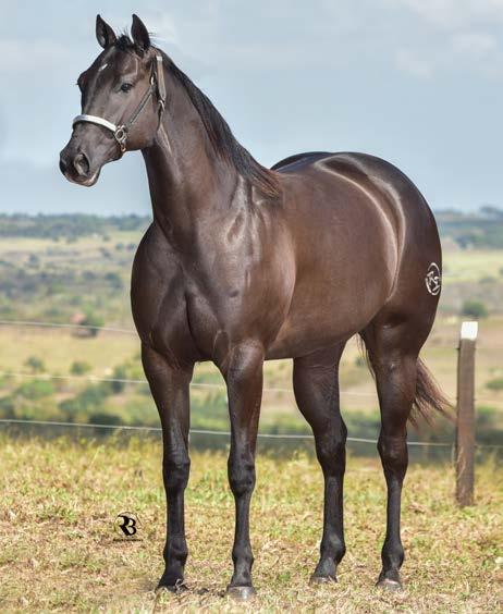 05 DOROTHY ETERNAL STAR Fêmea Zaino 15.12.15 - Vendedor: HARAS LA PORTEÑA PF TRABALHO 2019/ VAQUEJADA 2020 FILHA DOS CAMPEÕES E PRODUTORES EM VA- QUEJADA ETERNAL BAR S E DOROTHY RONALD BARS LOBUNA.