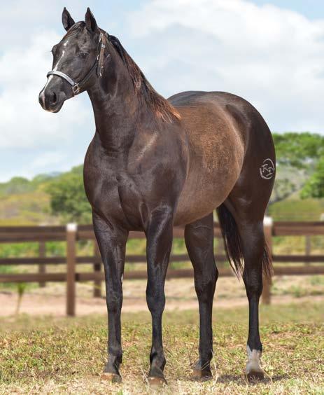 07 DIEGUITA SHADY BARS Fêmea Zaino 27.02.16 - Vendedor: HARAS LA PORTEÑA PF TRABALHO 2019/ VAQUEJADA 2020 FILHA DOS CAMPEÕES E PRODUTORES EM VA- QUEJADA ETERNAL BAR S E DOROTHY RONALD BARS LOBUNA.