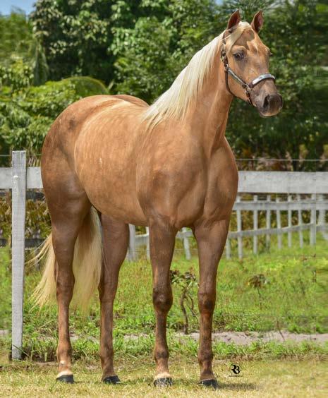 15 MISS TEQUILA ROJO RD Fêmea Baio Amarilho 20.01.17 - Vendedor: HARAS LA PORTEÑA PF TRABALHO 2020/ VAQUEJADA 2021 IRMÃ MATERNA E 3/4 CRUZAMENTO DA CAM- PEÃ DE VAQUEJADA FANNE ETERNALY RD.