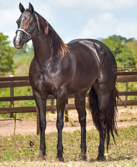 19 CALIFORNIA RICK RD Fêmea Zaino 01.07.11 - Vendedor: HARAS LA PORTEÑA P+ SHADY TOP ROJO RD 24/02/18 SEU PAI É PRODUTOR DE CAMPEÕES DE VA- QUEJADA, E IRMÃO PRÓPRIO DO FENÔMENO RICK TORO VM.