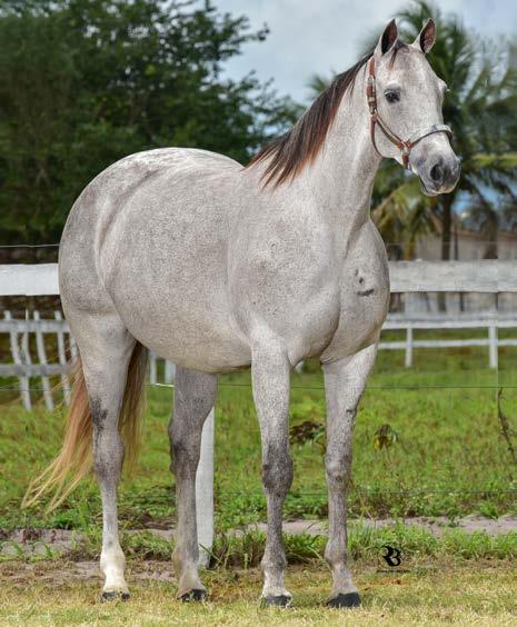 20 SABRINA WILD ROJO RD Fêmea Tordilho 28.04.11 - Vendedor: HARAS LA PORTEÑA PARIDA DE MACHO HOLLAND S BOY 15/09/18 EXCELENTE LOTE 3 EM 1 DO NOSSO LEILÃO.