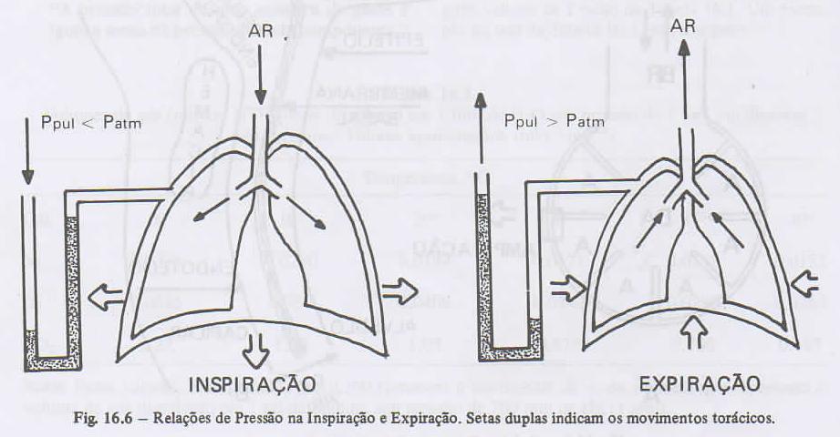 Trabalho realizado pelo