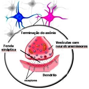 Sinapses região de conexão (sem contato)