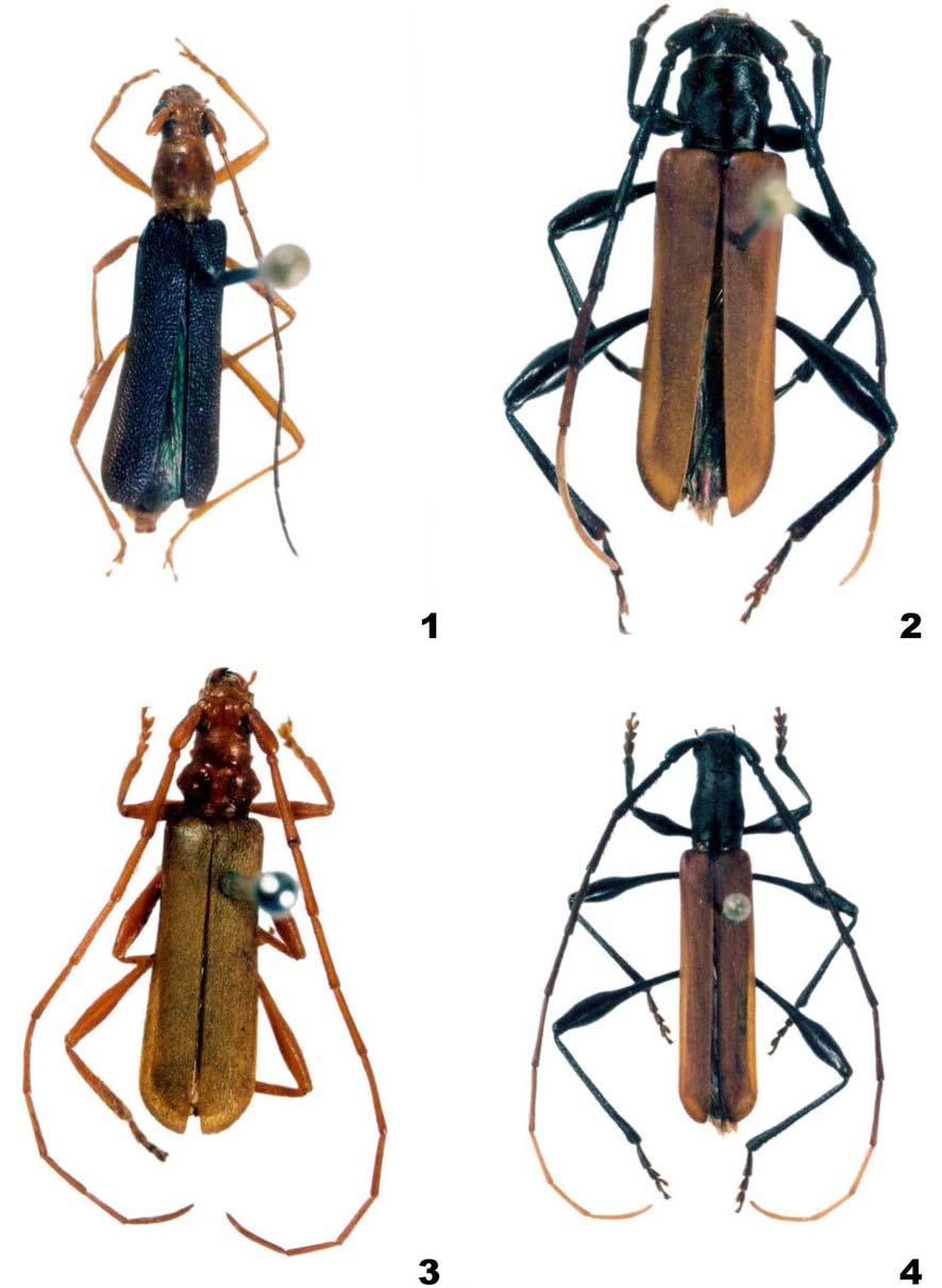248 NAPP, D.S. & MARTINS, U.R.: NOVOS TÁXONS DE COMPSOCERINI FIGURAS 1-4. Fig. 1. Ecoporanga achira sp. nov., holótipo fêmea, comprimento 8,1 mm; Fig. 2. Dilocerus brunneus sp. nov., holótipo macho, comprimento 12,7 mm; Fig.