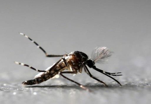 BRASIL 95 brasileiros morreram por dengue, zika ou chikungunya entre janeiro e julho de 2018 Dengue tem o maior número de óbitos (80).