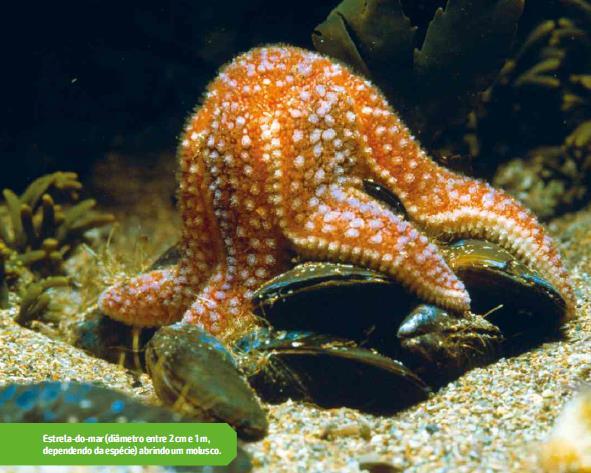 Na imagem é possível observar uma estrela-domar atacando um molusco bivalve. Ela o envolve com os braços e puxa as duas partes da concha dele.