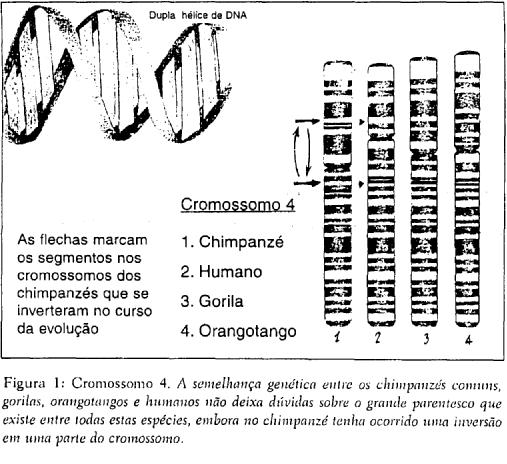 Fonte: ARSUAGA, J.L.