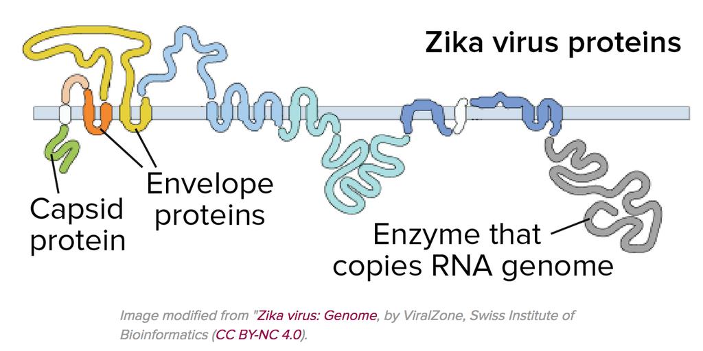 RNA positivo: