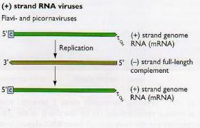 Vírus de replicação a RNA: