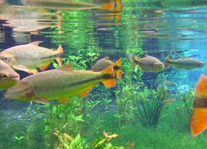 FLUTUAÇÃO NO RIO SUCURI Situado na Fazenda São Geraldo, o Rio Sucuri, considerado um dos rios de águas mais cristalinas no mundo oferece o passeio de flutuação. A flutuação de aprox.