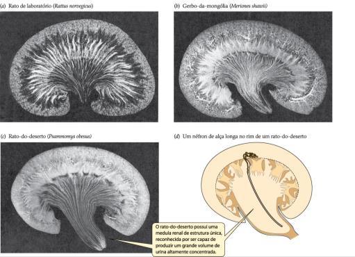 (exceto anfíbios) Formam urina isotônica oupouco hipertônica 3) Perda de água pelo sistemaexcretor - Mamíferos Formam