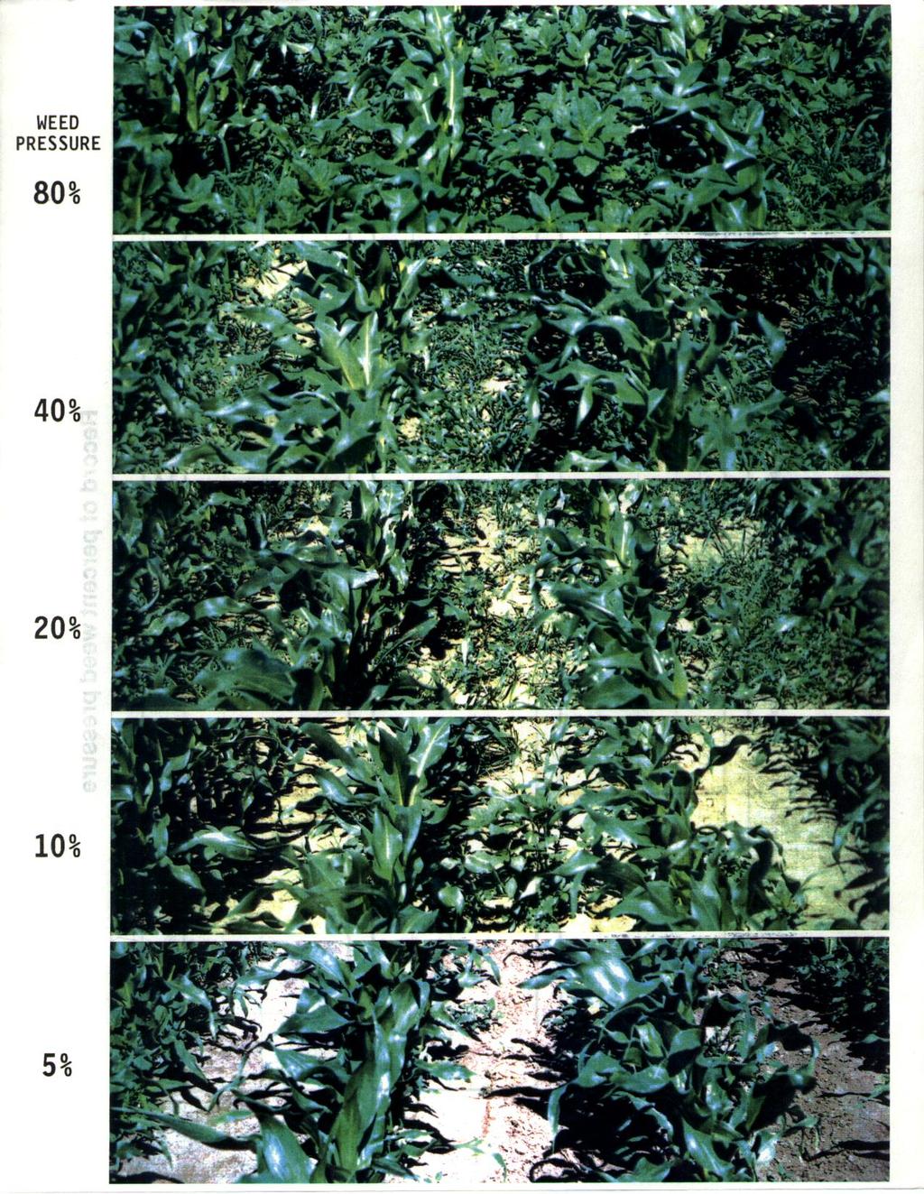 Pressão de plantas daninhas Cobertura 100% Perdas