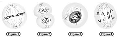 II 1. As células eucarióticas, animal e vegetal, embora tenham semelhanças estruturais e funcionais, apresentam importantes diferenças. 1.1. Leia com atenção as seguintes afirmações e assinale-as como Falsas (F) ou Verdadeiras (V).