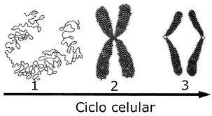 O núcleo e o complexo de Golgi estão presentes tanto em células animais como em células vegetais. C. O núcleo encontra-se ausente em muitas células vegetais D.