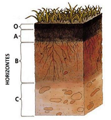 36 superfície até o material de origem (Figura 1), perfazendo um volume mínimo que possibilite estudar o solo. Figura 1 Pedon Esquema dos horizontes do perfil de solos. Fonte: Adaptado de nesoil.
