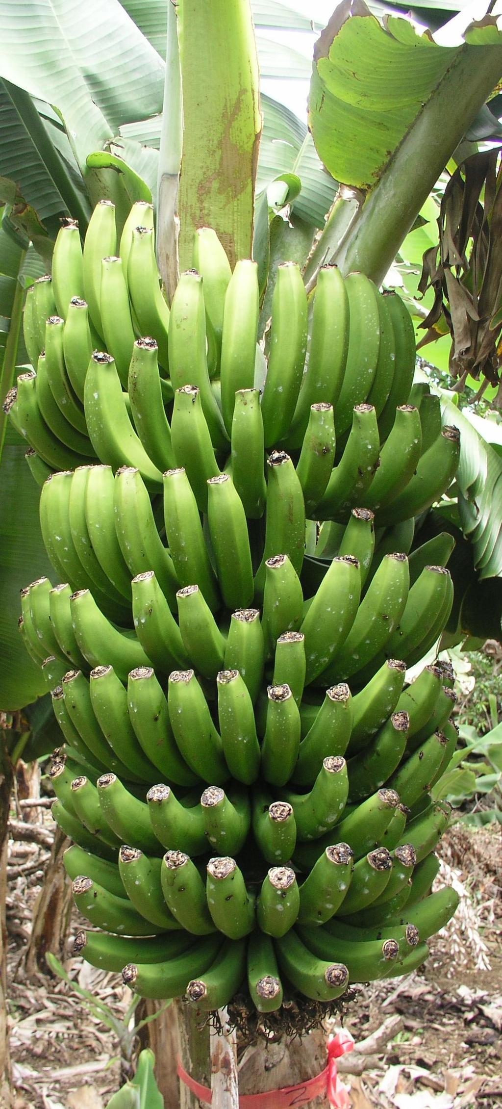 Influência da Rega na produtividade da bananeira na Ilha