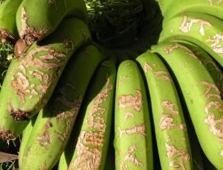 2. Pragas que afectam as bananeiras