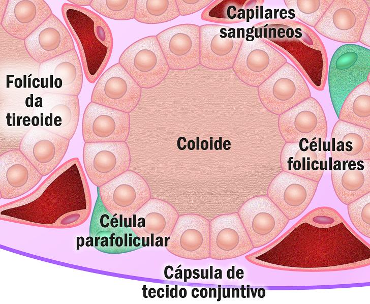 tireoide A unidade funcional da tireoide é um foĺıculo esférico consistindo de células foliculares (tireócitos)