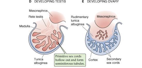 esperma (X ou Y) é o evento chave na determinação do sexo do